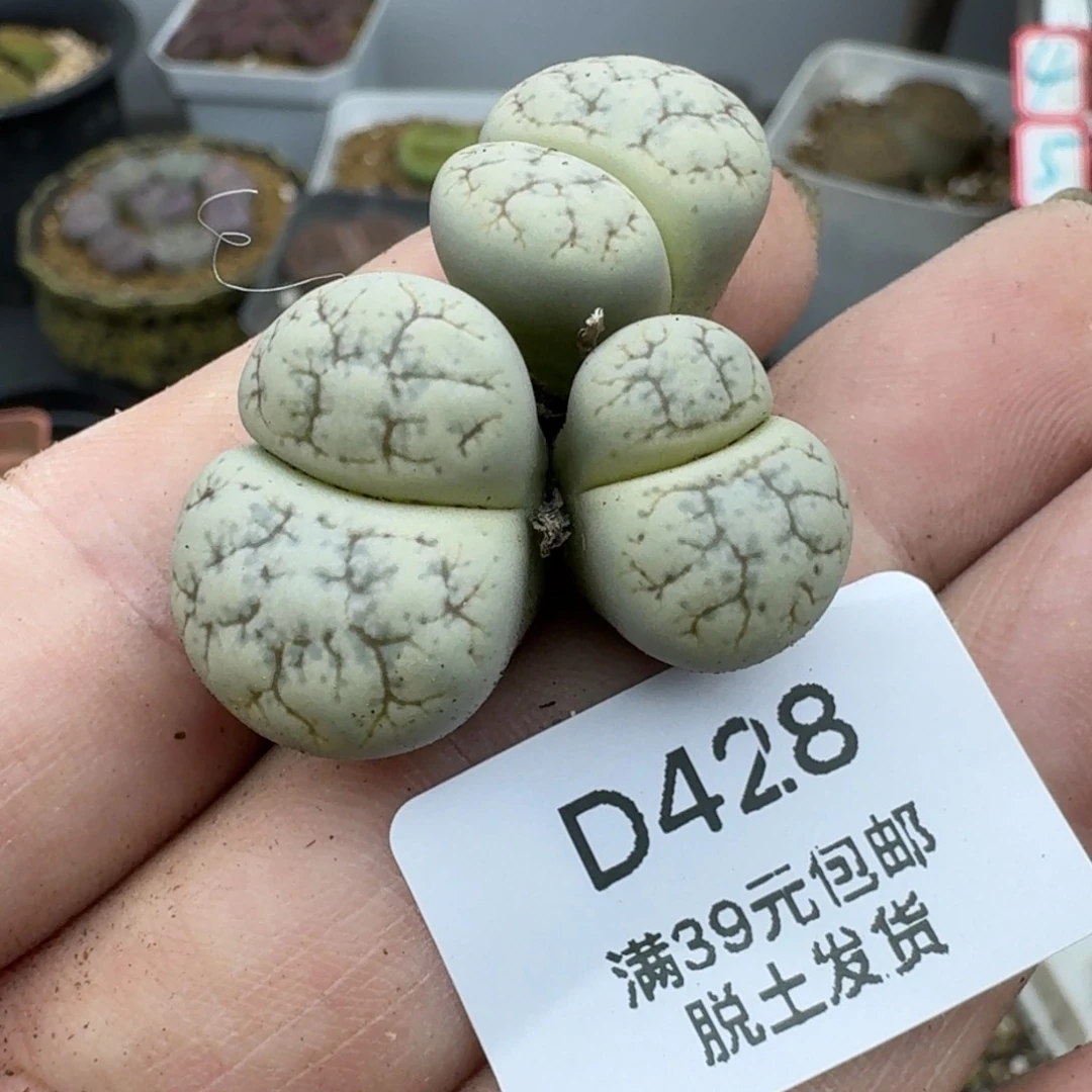 428哈哈哈哈哈哈哈