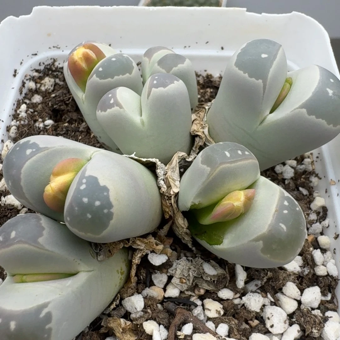 爱****?39包邮453福利腿长