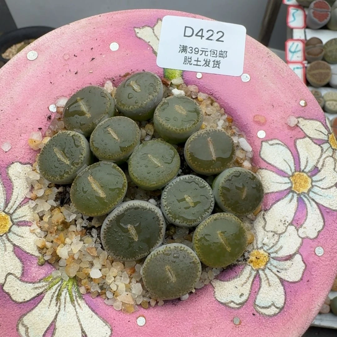 422哈哈哈哈哈哈哈