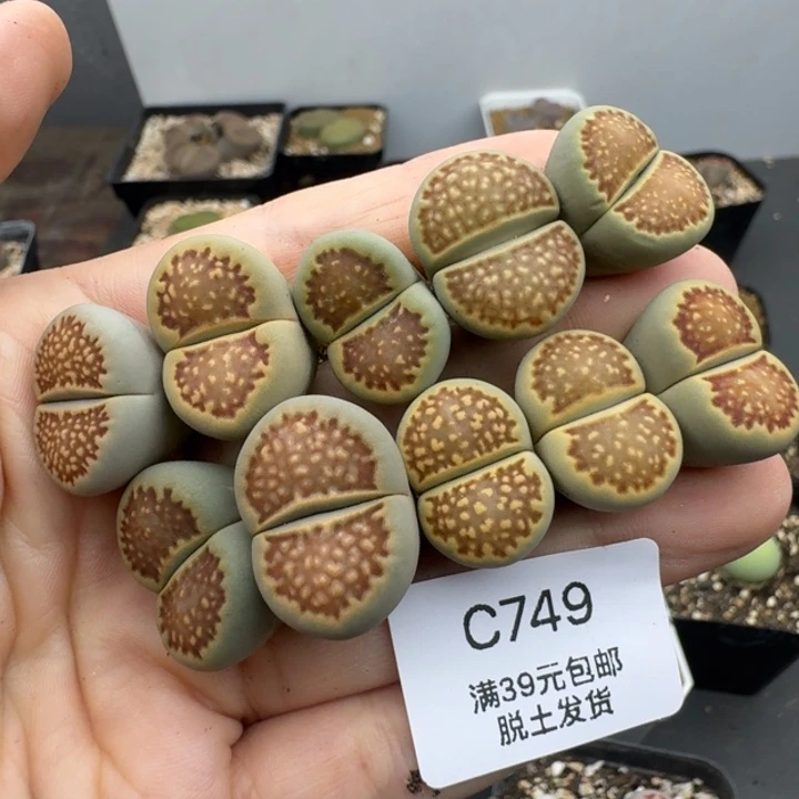 39包邮749福利1111