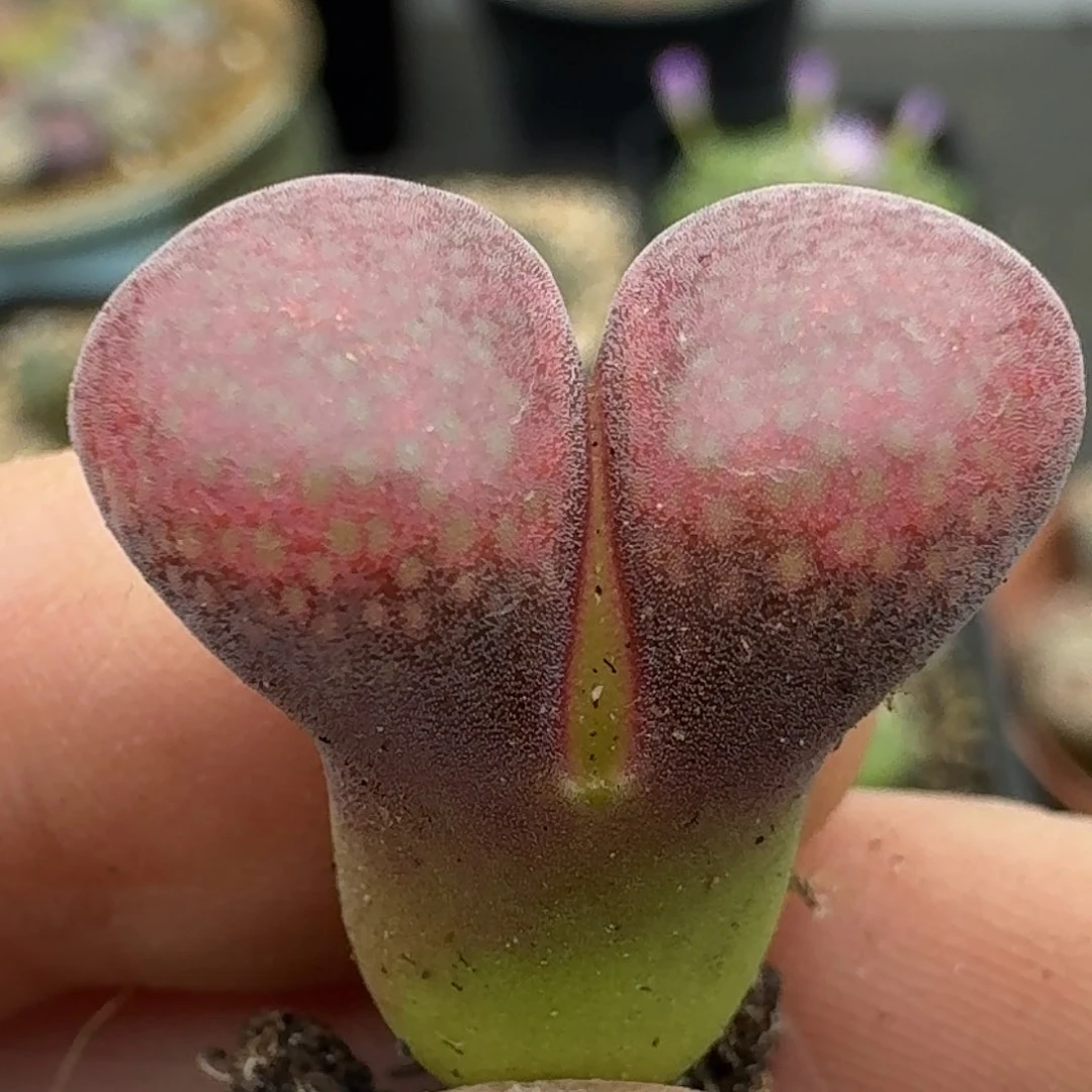 39包邮307福利1111