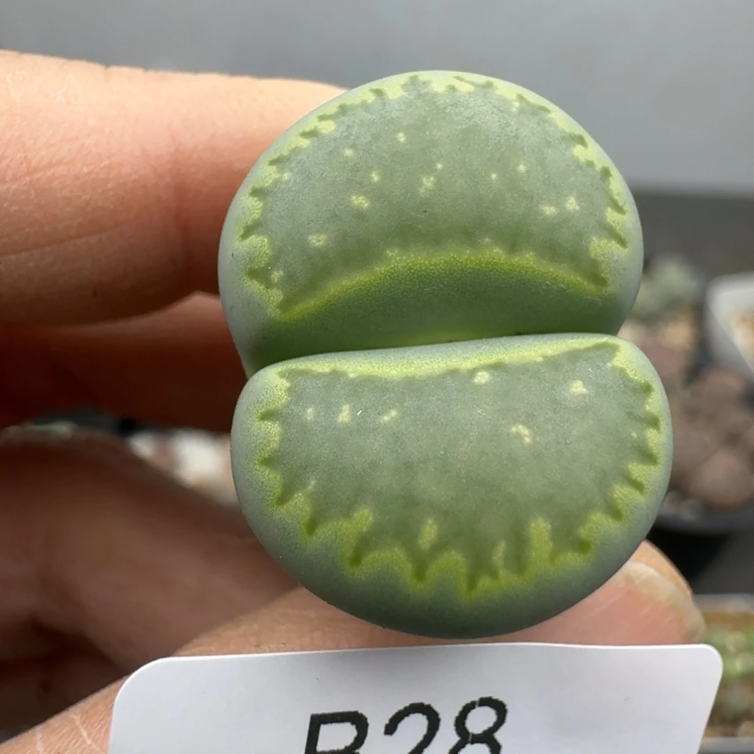 39包邮28福利111111