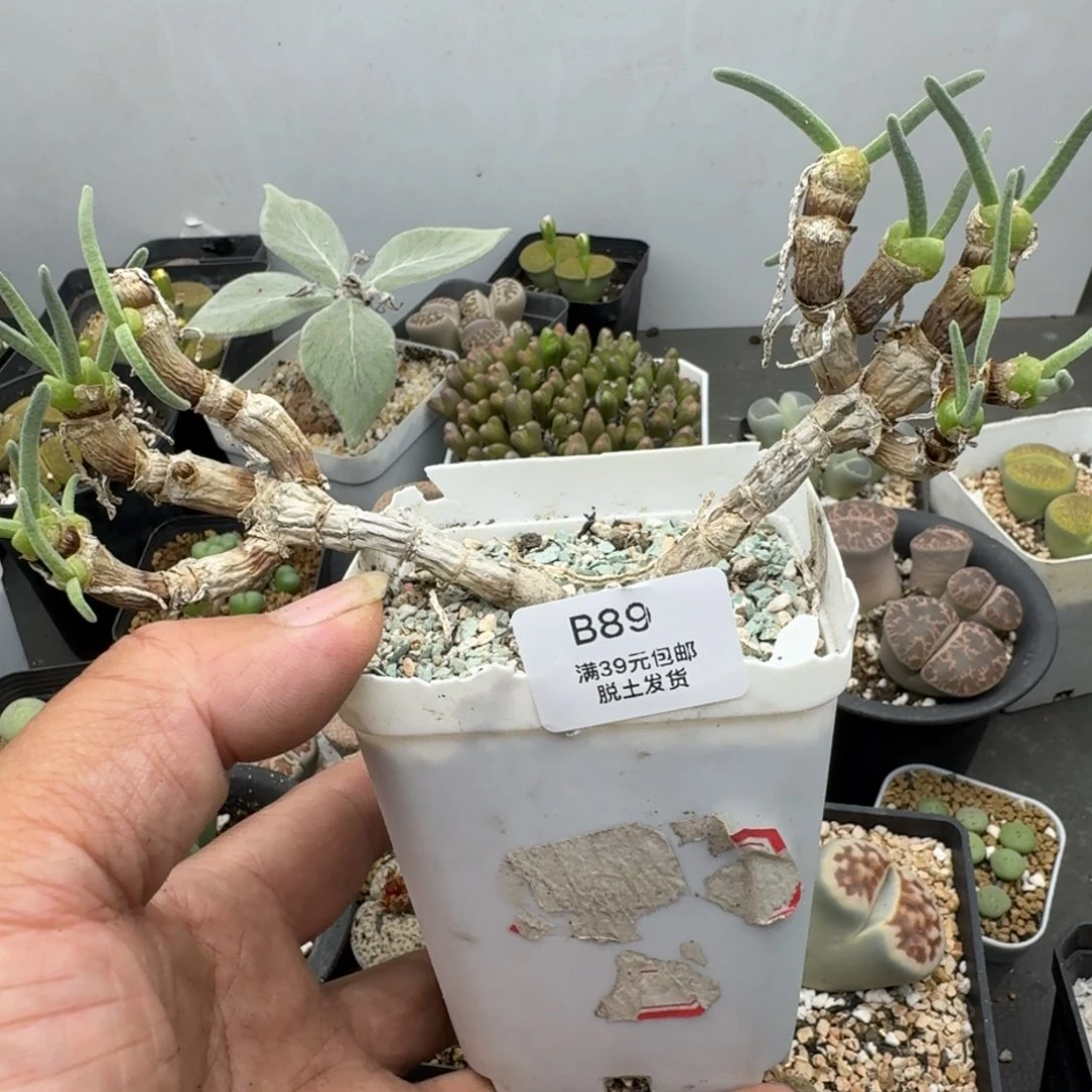 脱****马89哈哈哈哈哈哈哈哈