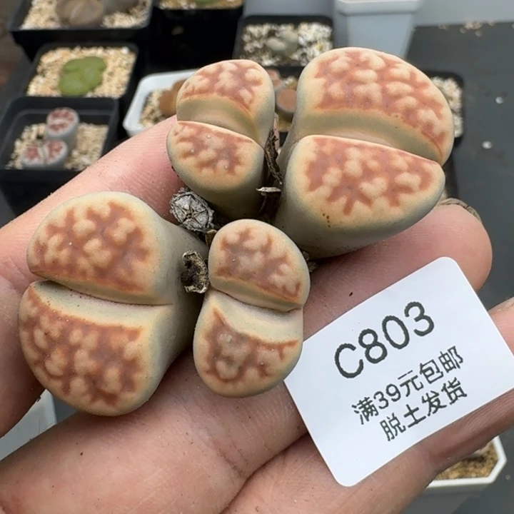 803哈哈哈哈哈哈哈