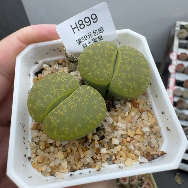 899哈哈哈哈哈哈哈