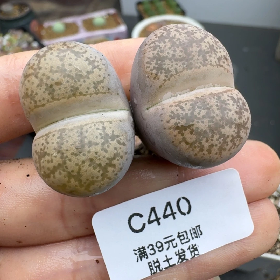 39包邮440福利1111