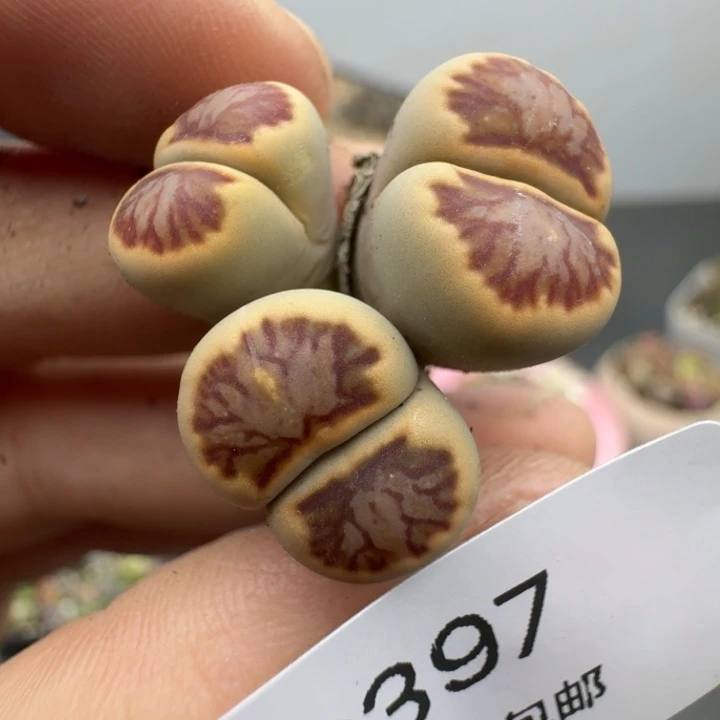 39包邮397菊群福利