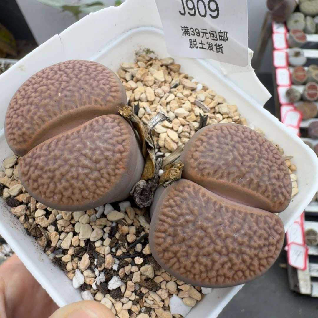 39包邮909福利4厘米