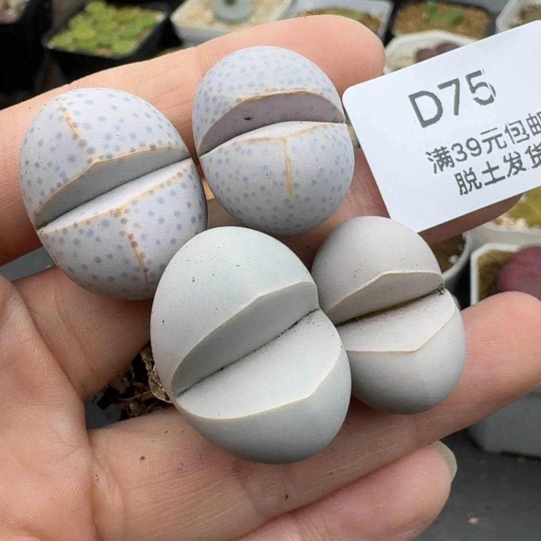 39包邮75福利1111