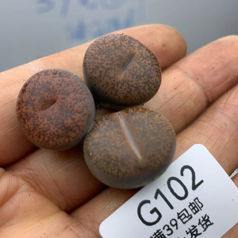 【闪购商品】102号