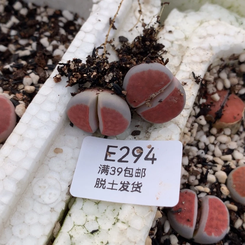 【闪购商品】૮****娃294号