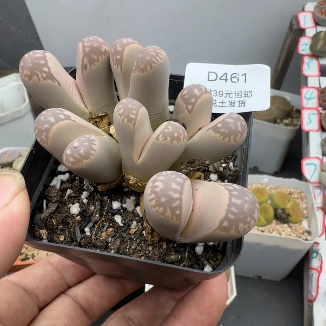 461哈哈哈哈哈哈哈哈哈
