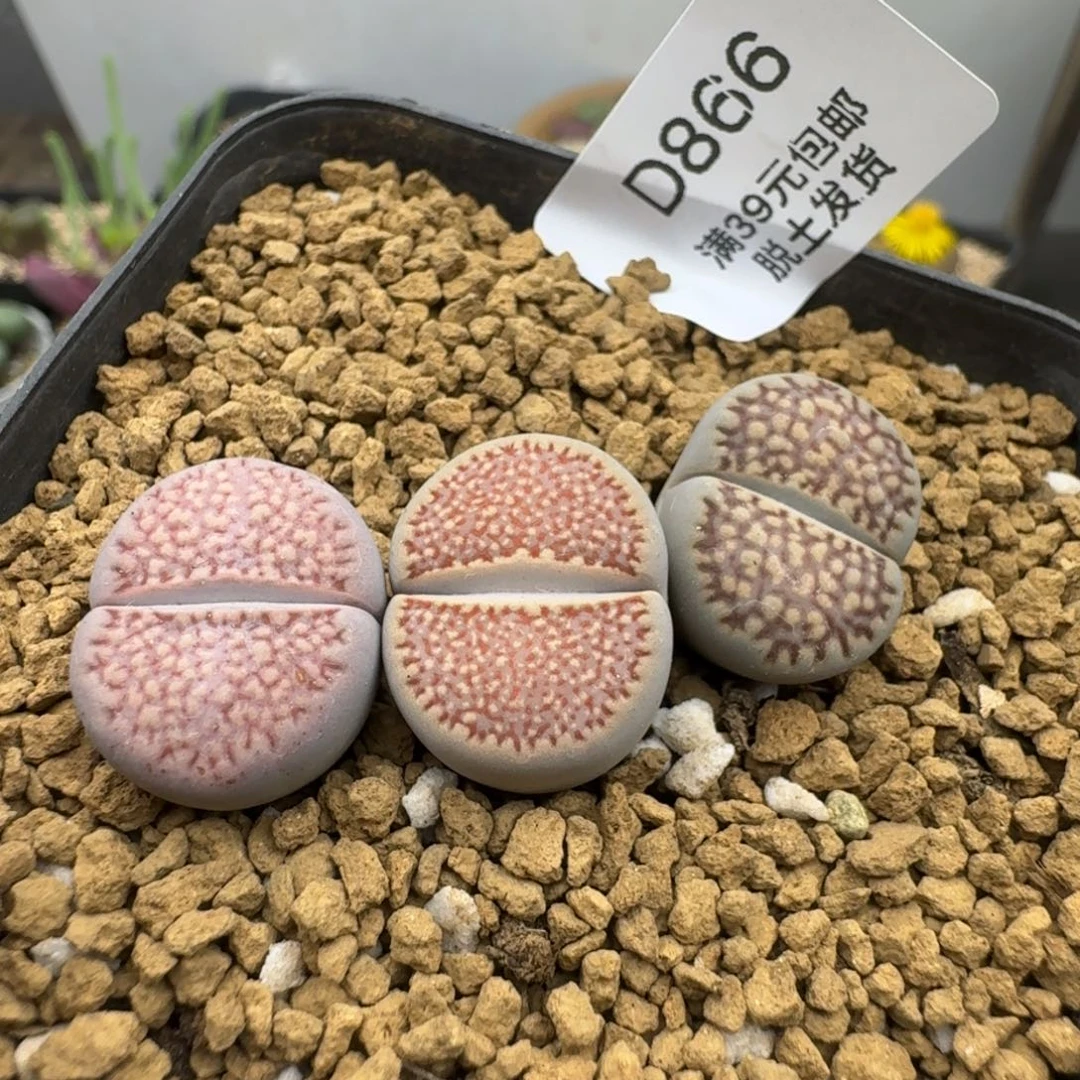 866哈哈哈哈哈哈哈哈哈哈