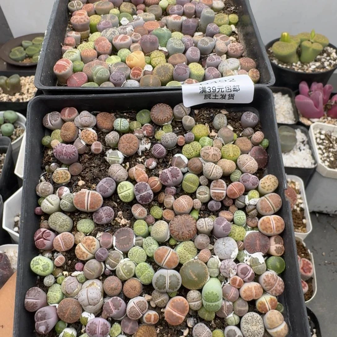 包邮492福利带盆土发货偏远除外