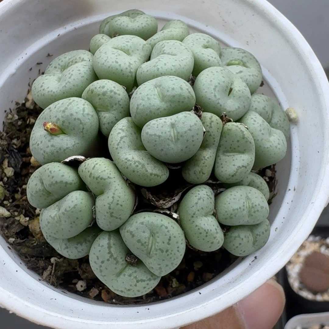 39包邮209福利111111