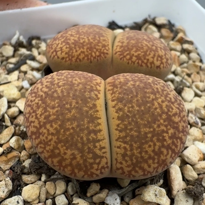 39包邮959福利蛋糕日轮