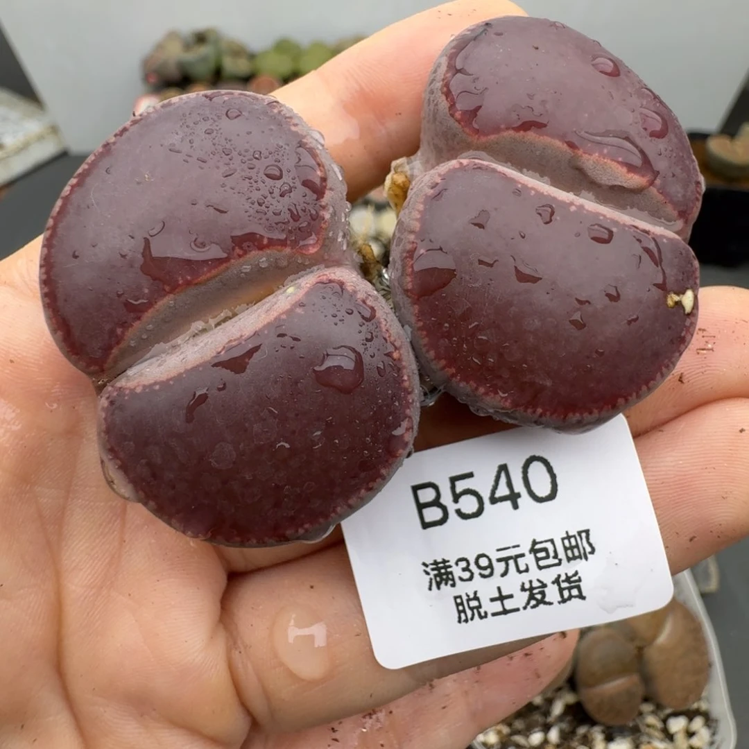 39包邮福利大Ko有热干疤介意勿拍