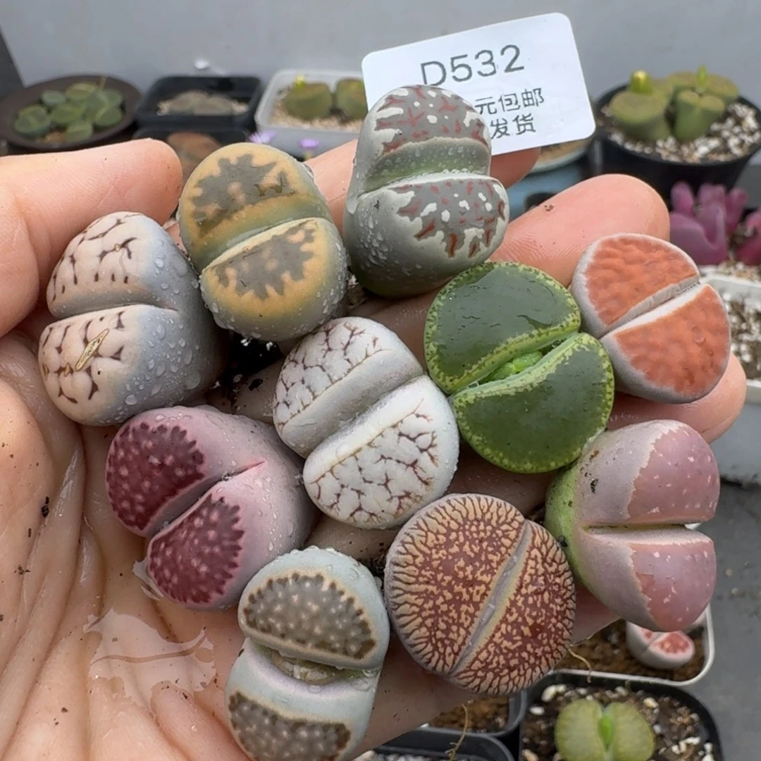 39包邮532大彩拼福利腿长