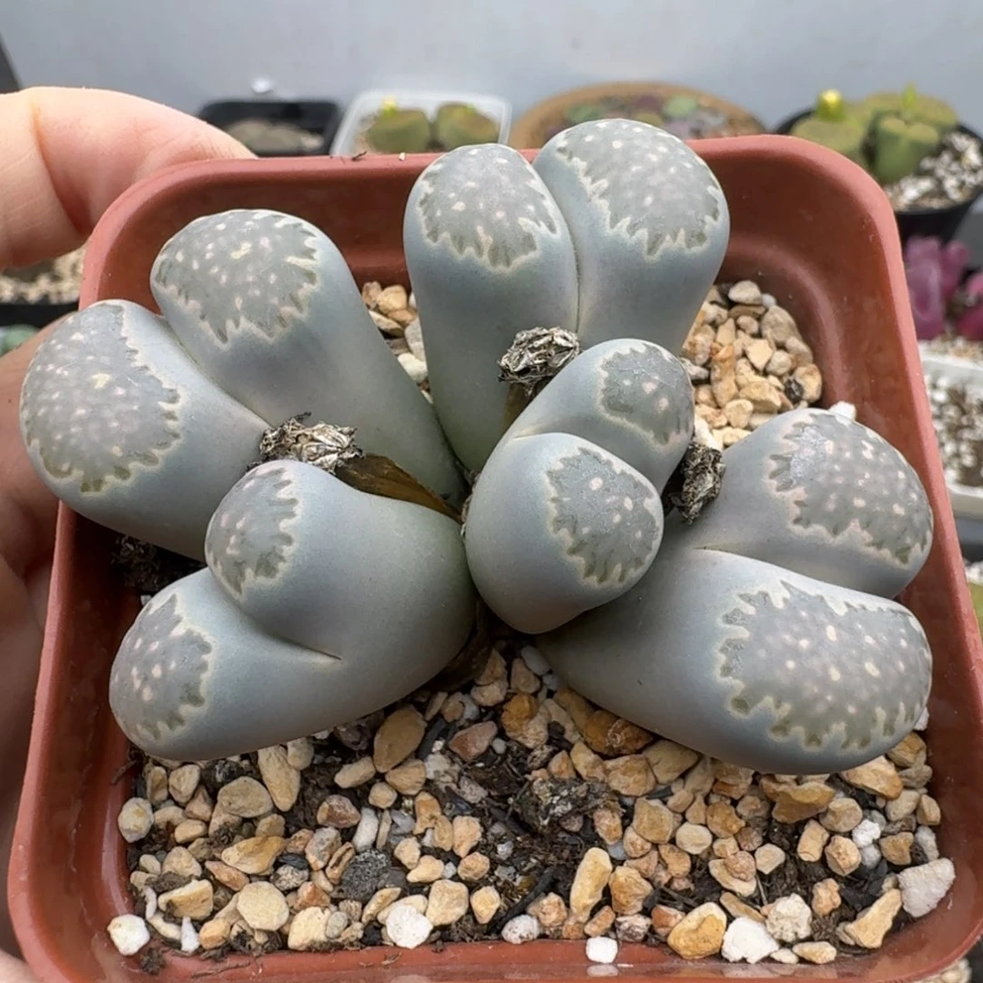 39包邮584福利111111