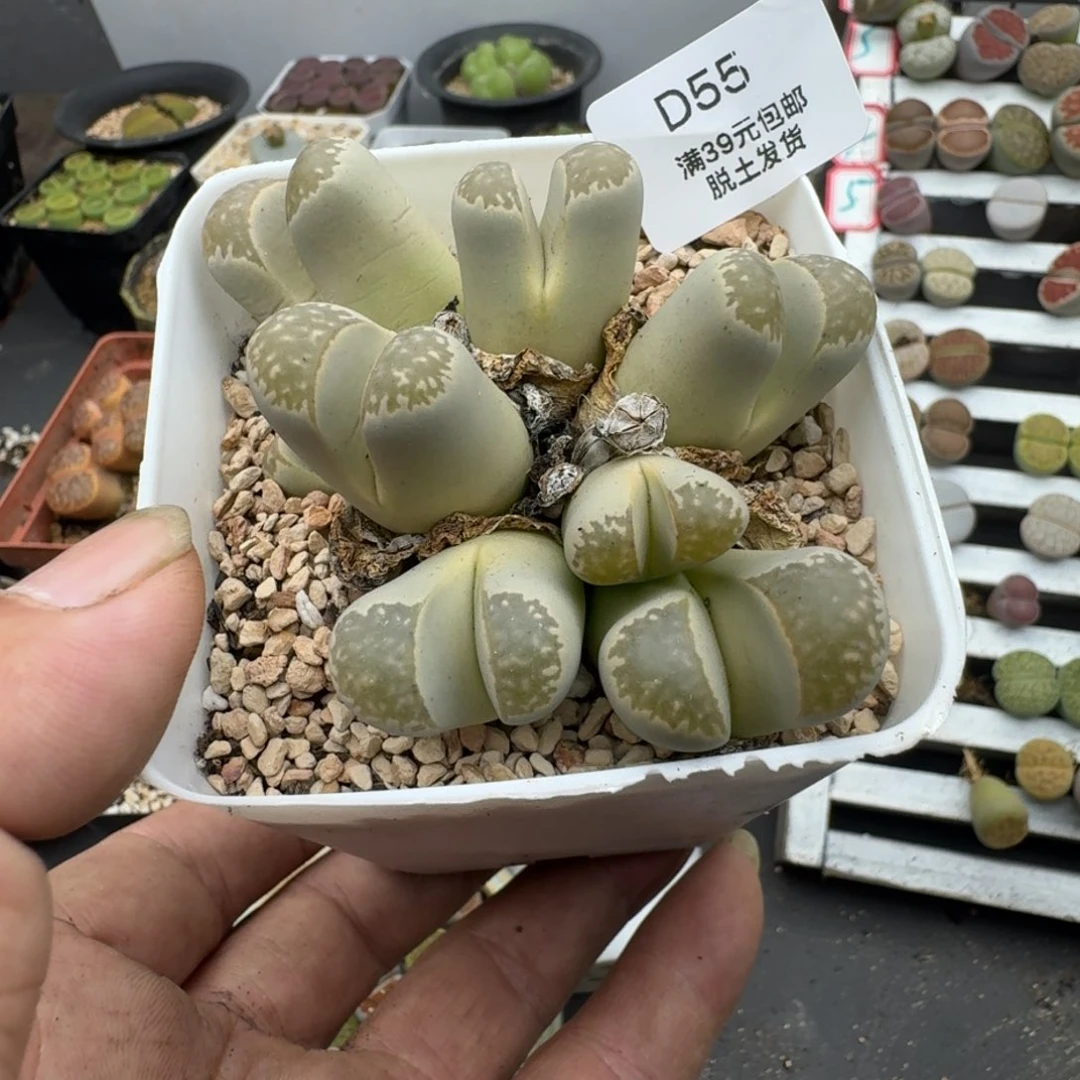 55哈哈哈哈哈哈哈哈