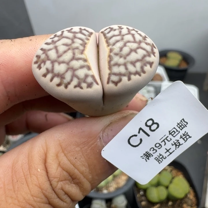 18哈哈哈哈哈哈哈