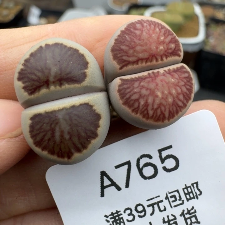 39包邮765福利1111