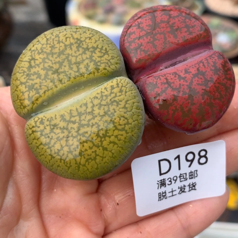 【闪购商品】39包邮