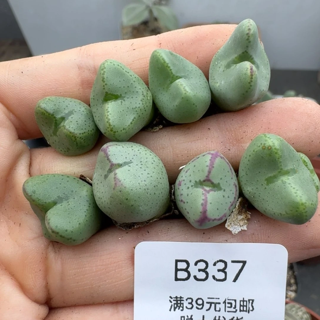 39包邮337福利111111