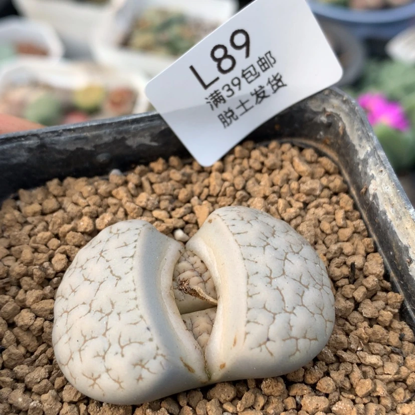 【闪购商品】089号
