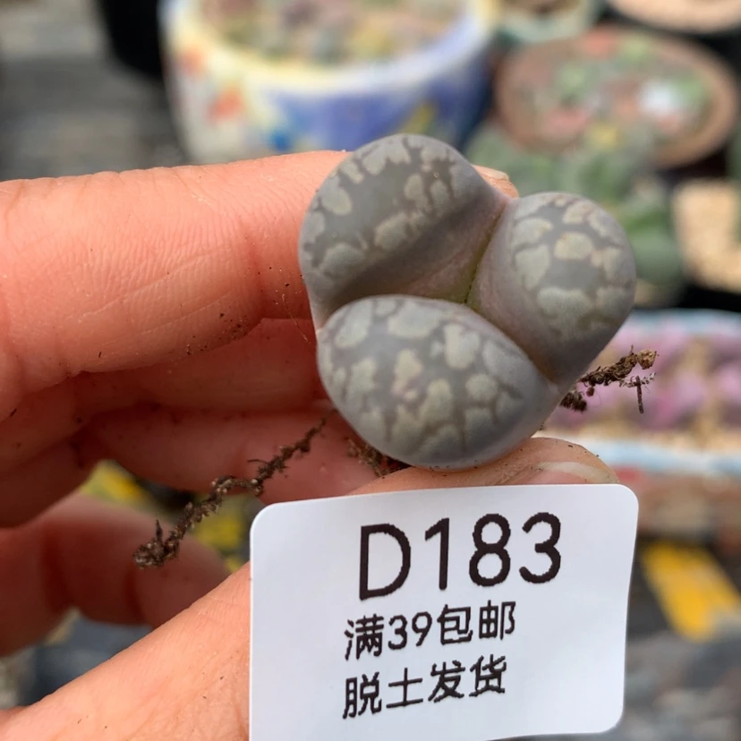【闪购商品】39包邮