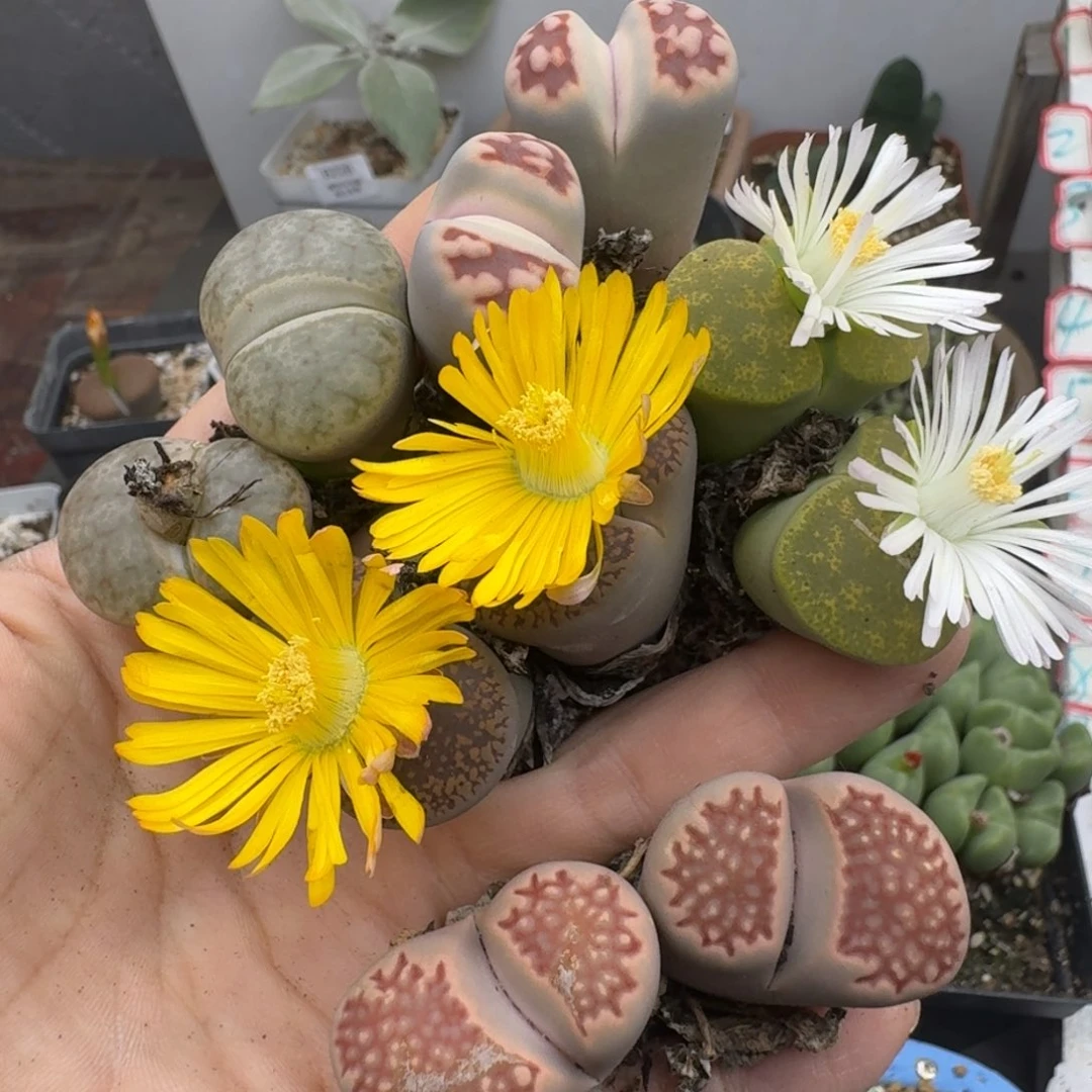 39包邮442福利腿长介意勿拍