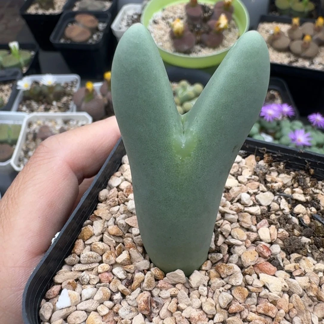 39包邮292福利111111