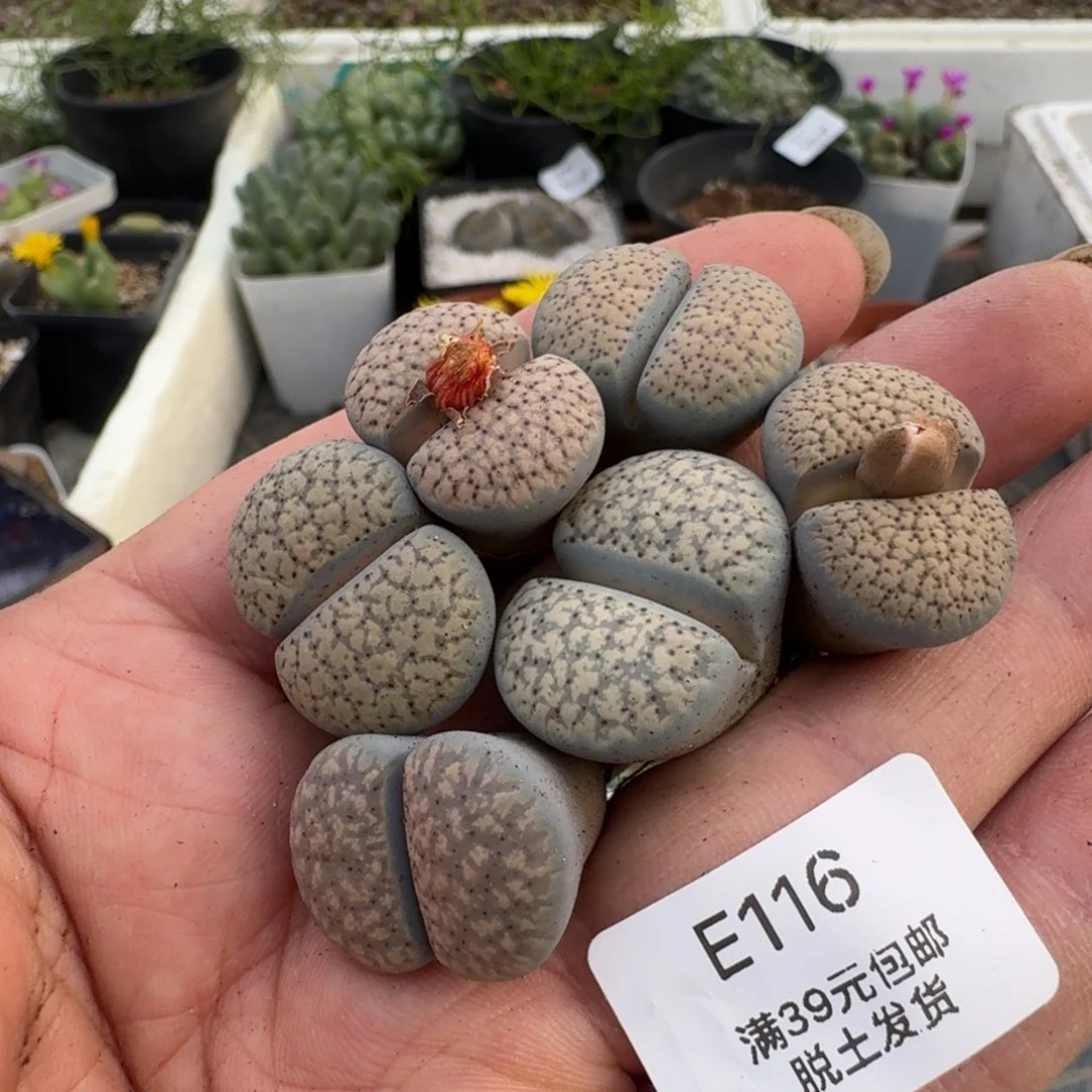 116血点朝贡多肉