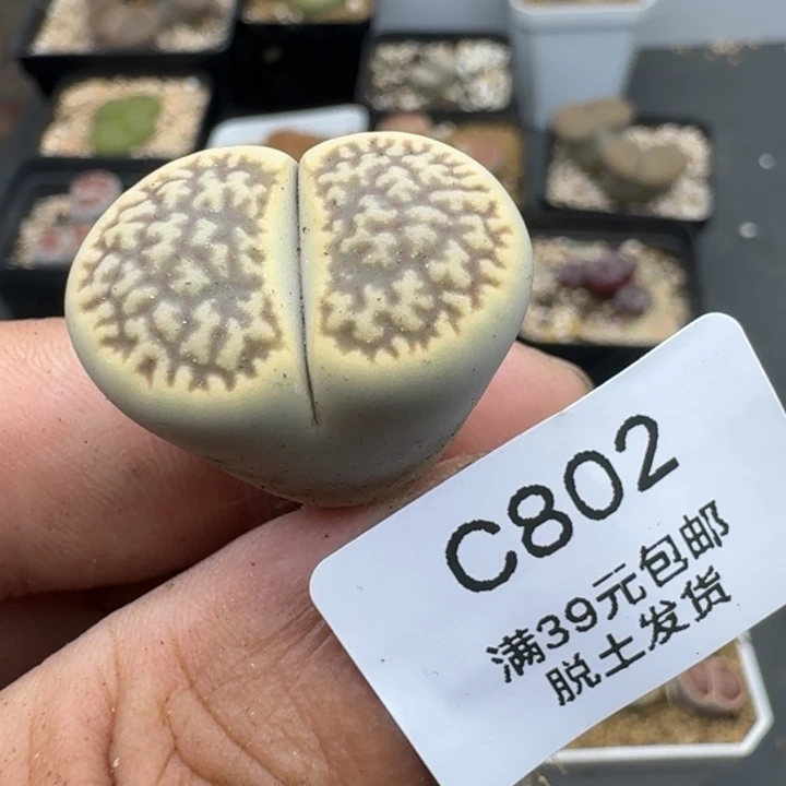 802哈哈哈哈哈哈哈
