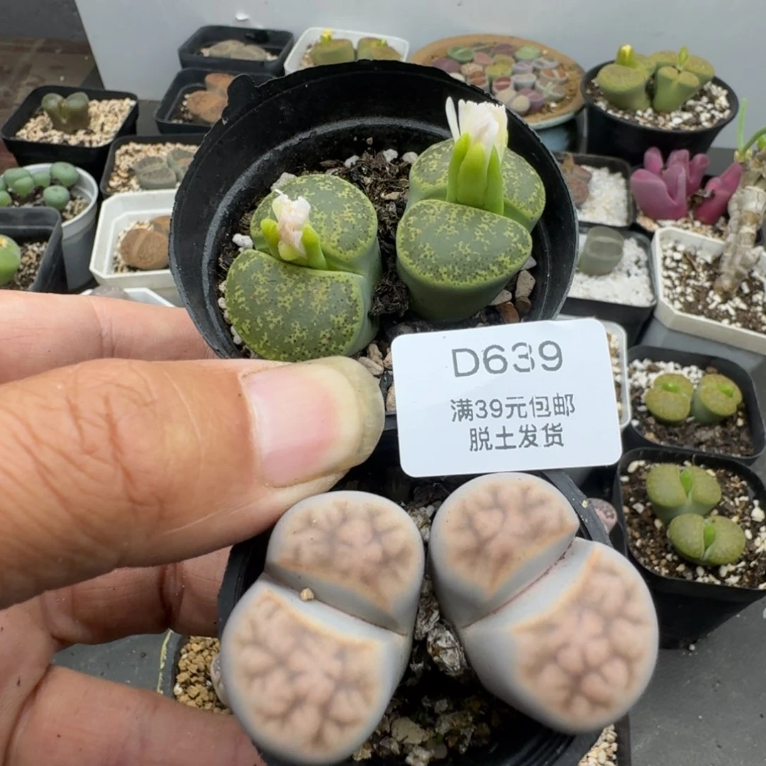 639哈哈哈哈哈哈哈哈哈哈