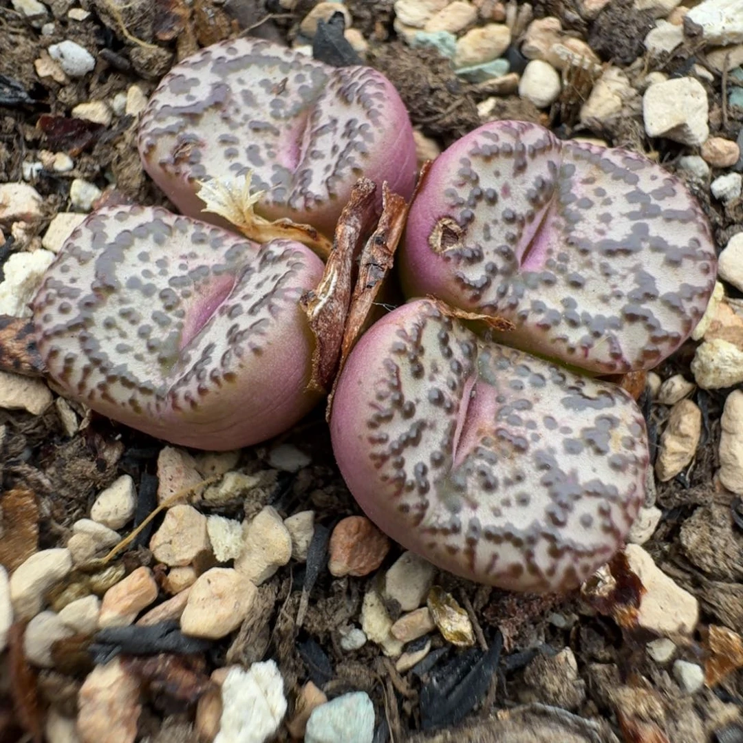 39包邮543霓虹安贞杂福利有疤