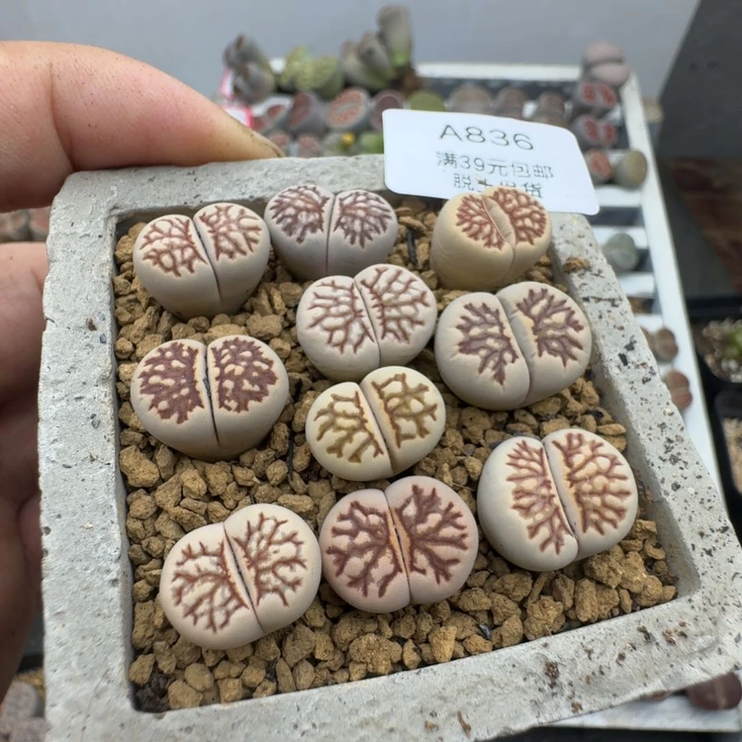 836哈哈哈哈哈哈哈哈哈哈哈