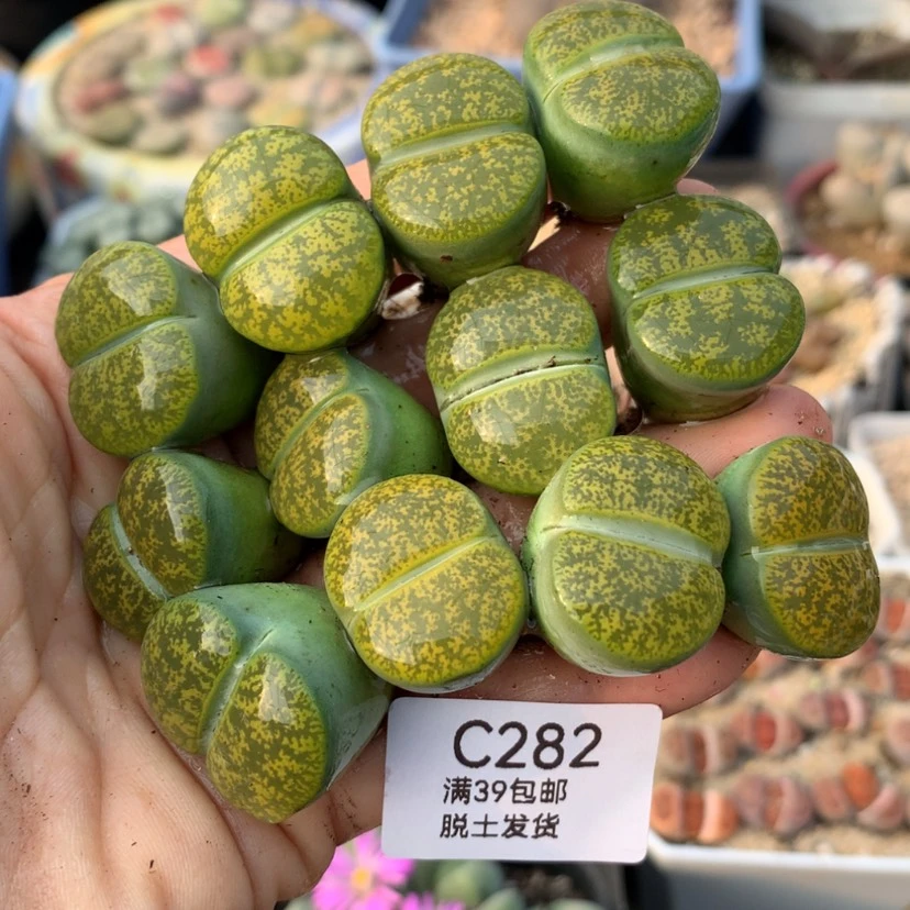 【闪购商品】39包邮