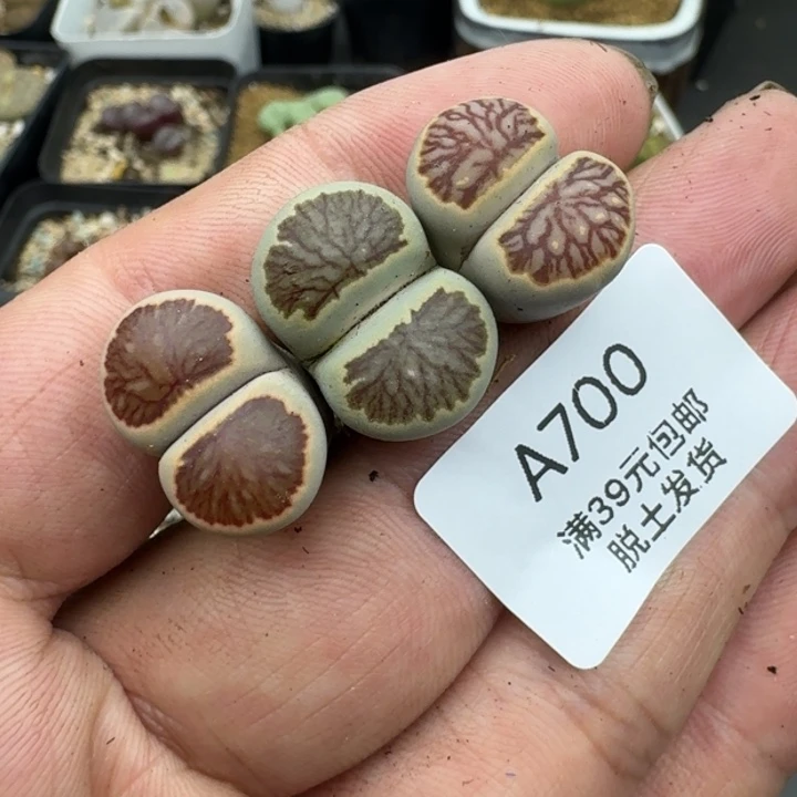700哈哈哈哈哈哈哈