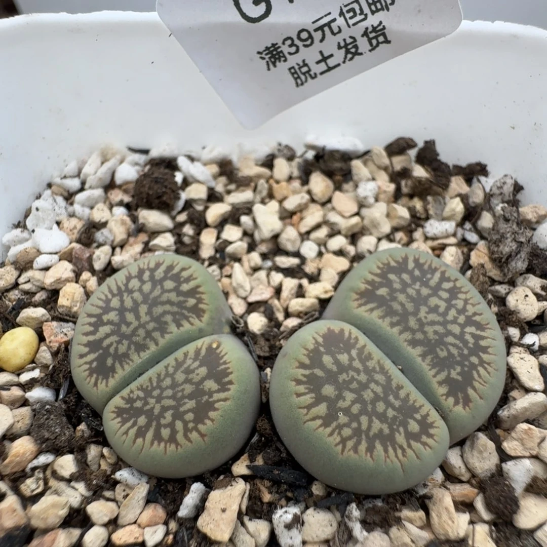 39包邮191福利11111