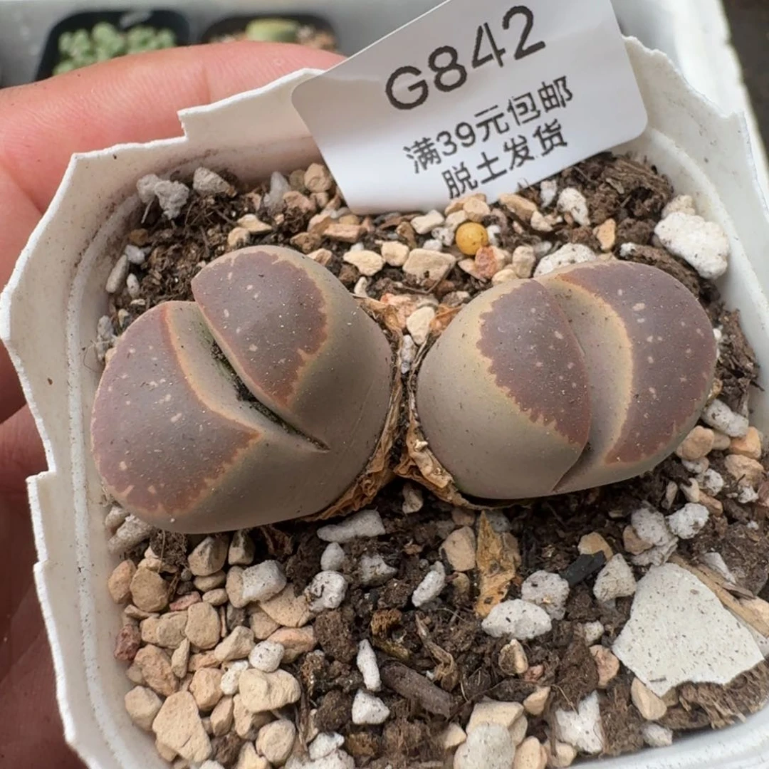 842哈哈哈哈哈哈哈