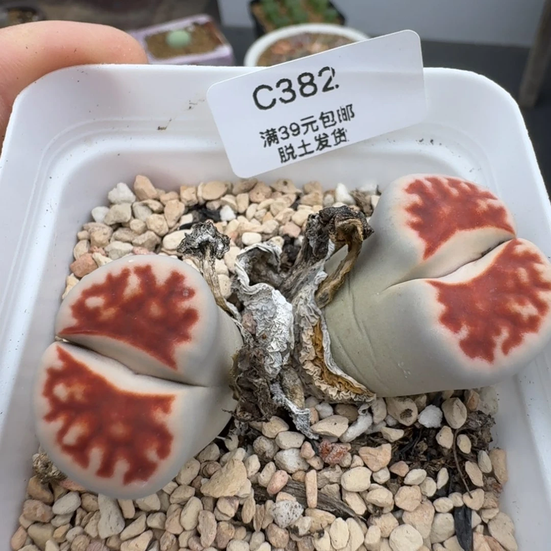 39包邮382腿长福利红窗