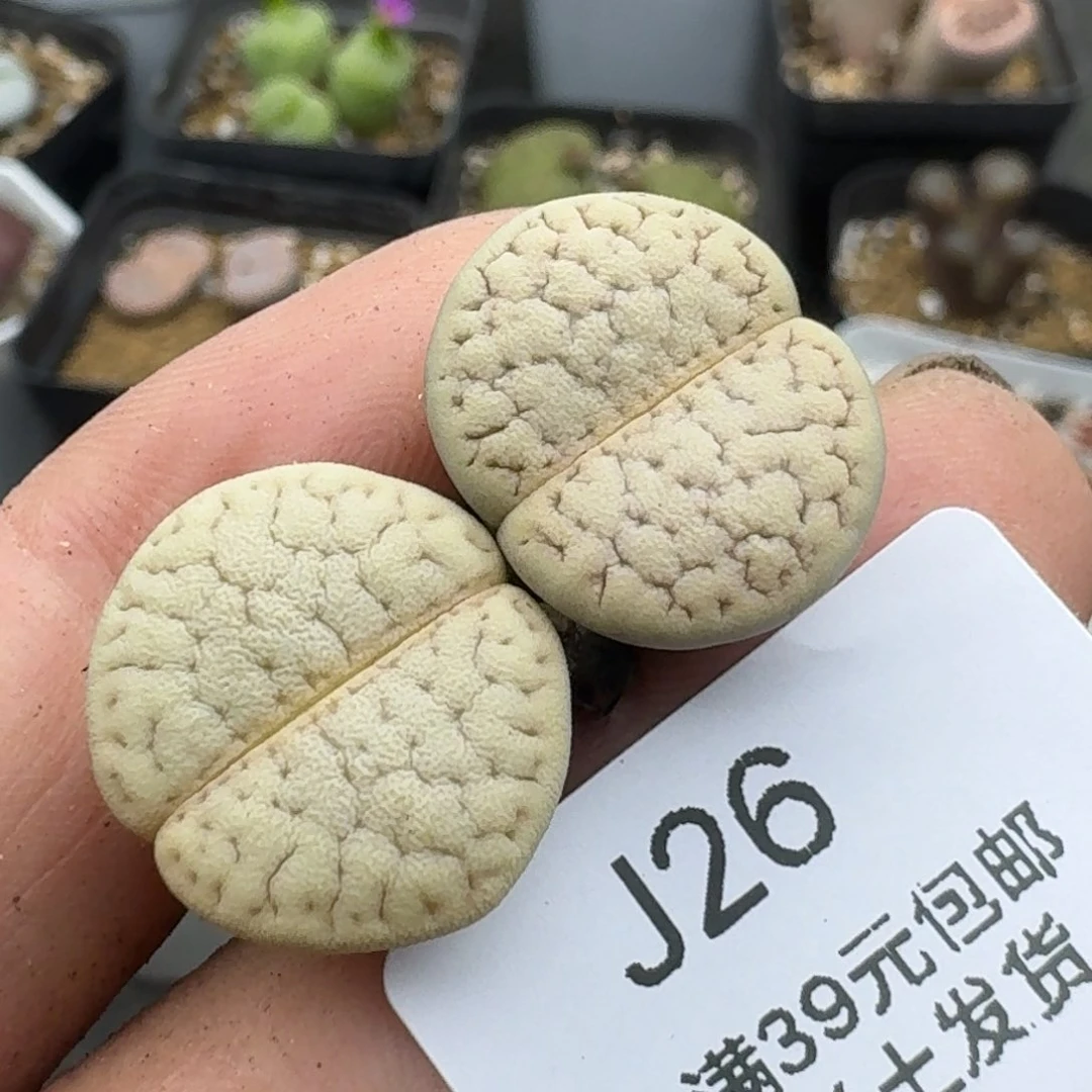 26哈哈哈哈哈哈哈哈哈哈