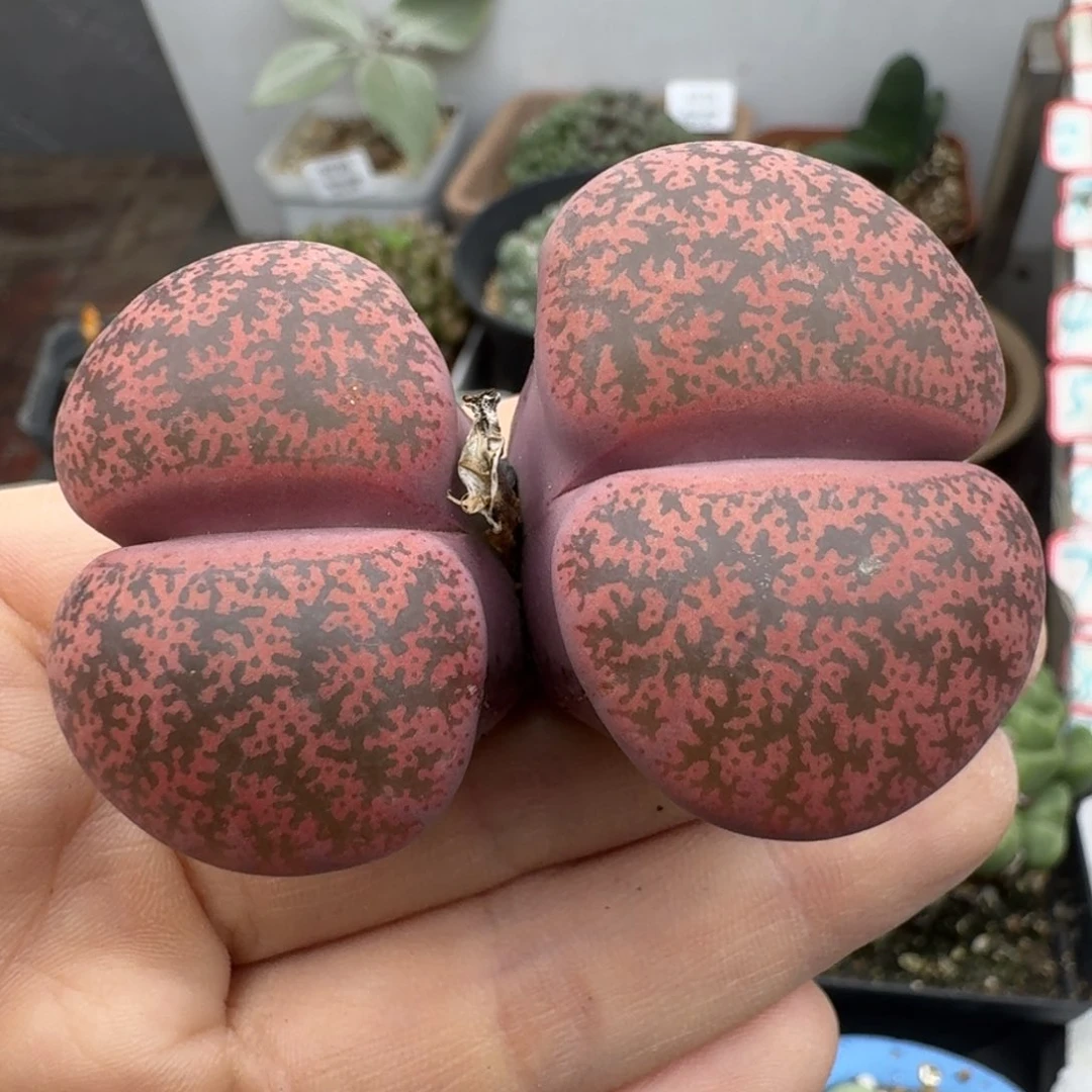 39包邮458福利酒红3.5-3.9厘米