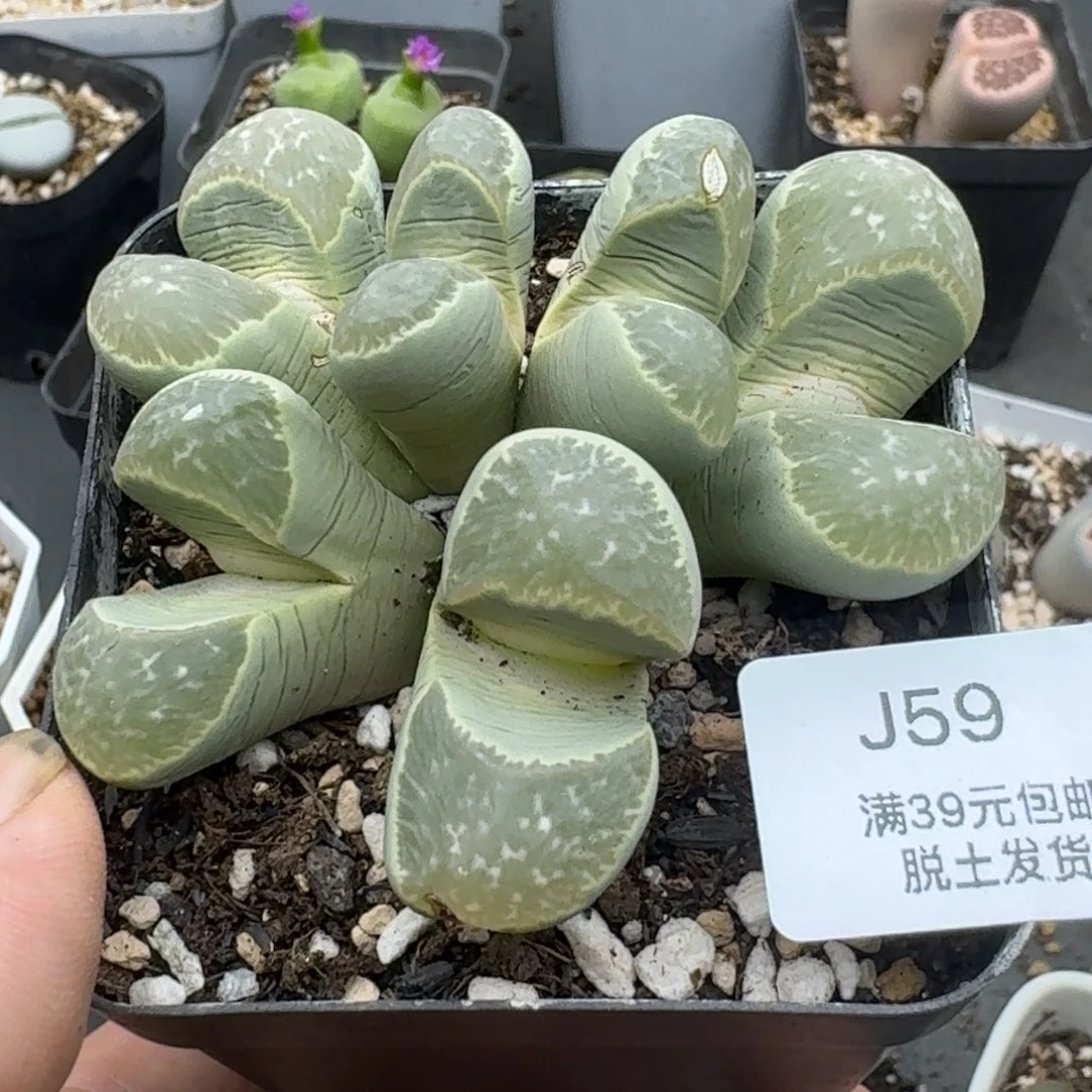 59哈哈哈哈哈哈哈哈哈