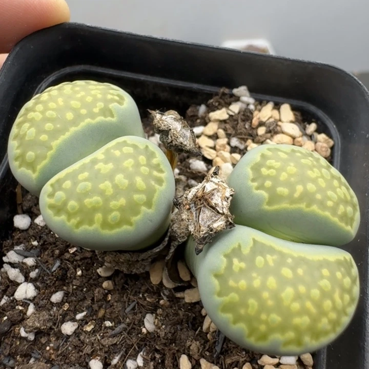 39包邮699福利腿长