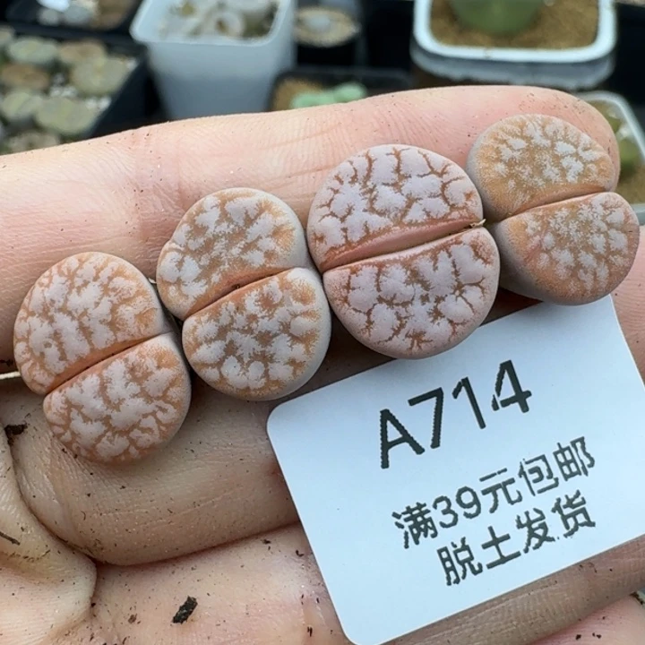 39包邮714福利拿铁