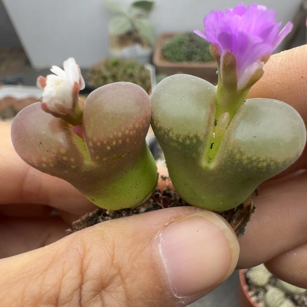 39包邮516福利风铃多肉植物