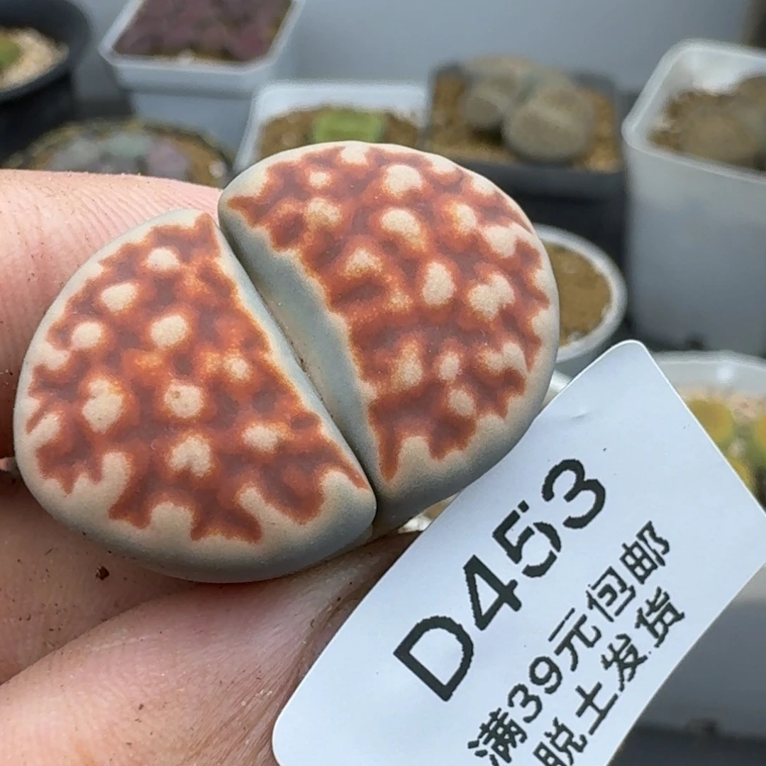 453哈哈哈哈哈哈哈哈
