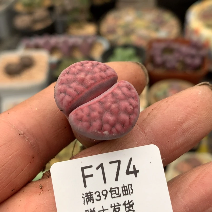 【闪购商品】174号